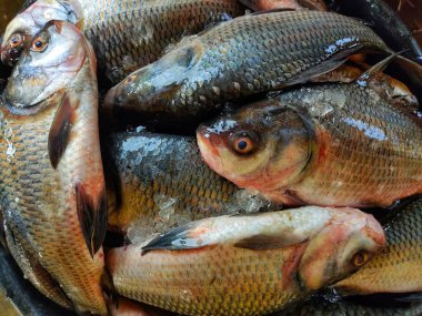pile of catla indian river carp in plastic basket for sale close view of catla carp HD