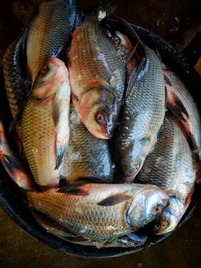 pile of catla indian river carp in plastic basket for sale close view of catla carp HD