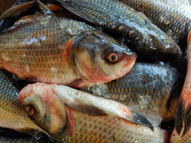 pile of catla indian river carp in plastic basket for sale close view of catla carp HD