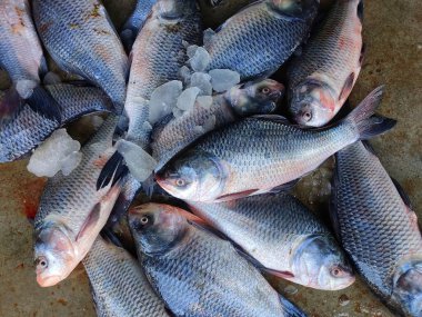 pile of catla indian river carp in plastic basket for sale close view of catla carp HD