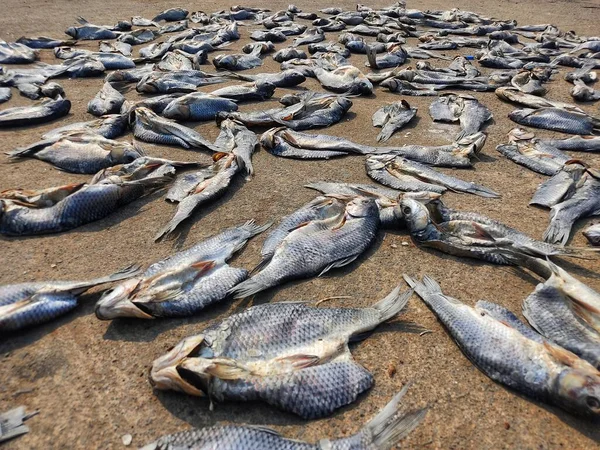 stock image lots of dried fish laying on ground for drying in sun heat