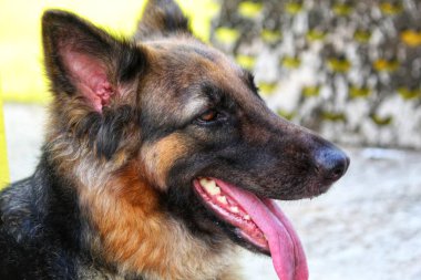 Alman çoban köpeği yazın soluk soluğa kalır dilsiz HD köpeği serinlemeye çalışır