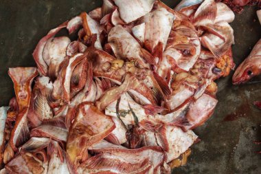 pangassius sutchi balığı işlem gördü ve ihracat için kesildi HD