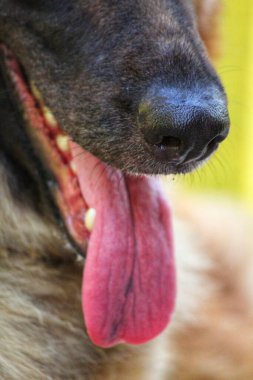 Alman çoban köpeğinin burnu ve diline özen gösterin.