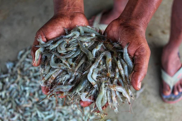 Fresh Shrimp Hand Fish Farmer Close Prawn Fisherman Hand — Stock Photo, Image