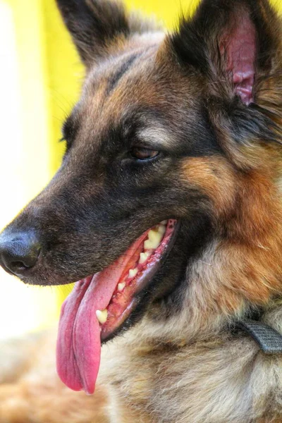 Alman Çoban Köpeği Yazın Soluk Soluğa Kalır Dilsiz Köpeği Serinlemeye — Stok fotoğraf