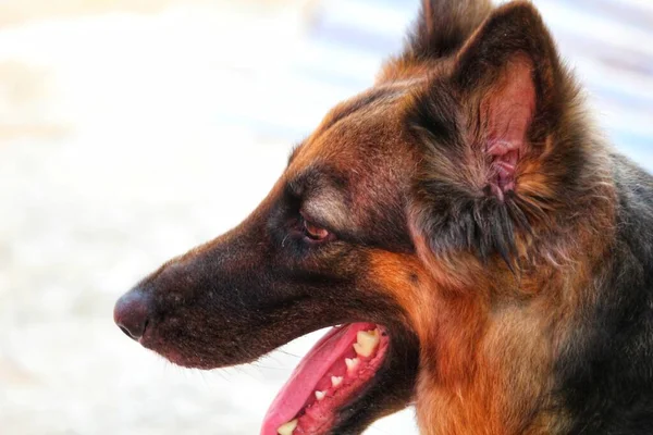 Alman Çoban Köpeği Yazın Soluk Soluğa Kalır Dilsiz Köpeği Serinlemeye — Stok fotoğraf