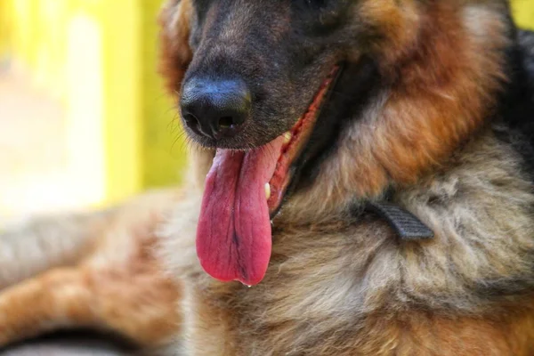 Duits Herder Hond Hijgen Zomer Met Tong Uit Hond Proberen — Stockfoto