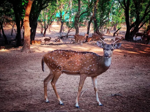 Indian Spotted Deer Large Horn Close Shot Jungle — Stock Photo, Image