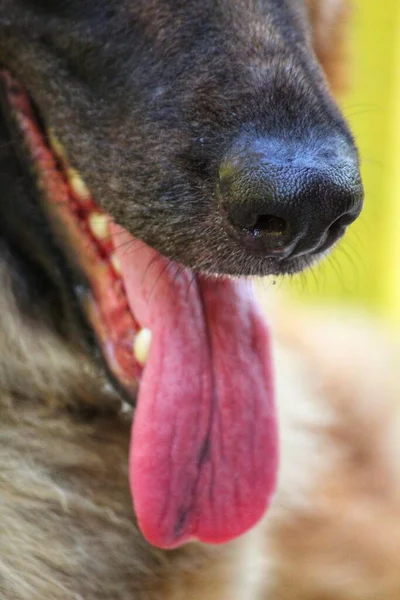 Selectieve Focus Duitse Herder Hond Neus Tong — Stockfoto