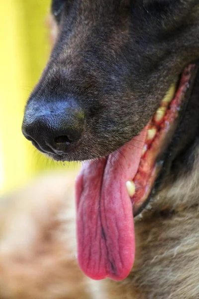 Alman Çoban Köpeğinin Burnu Diline Özen Gösterin — Stok fotoğraf