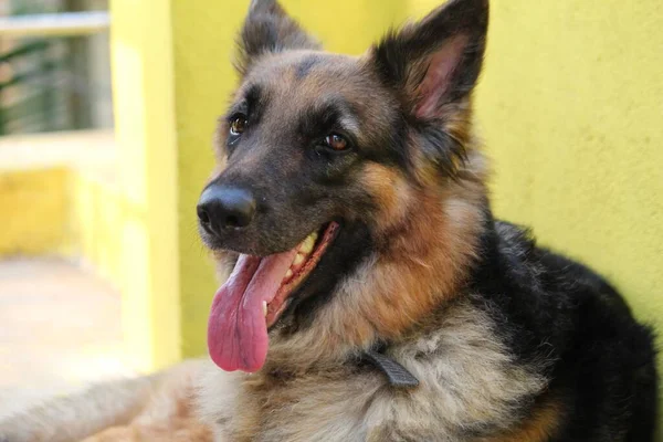 Γερμανικό Σκυλί Βοσκός Λαχάνιασμα Καλοκαίρι Γλώσσα Έξω Σκυλί Προσπαθούν Δροσιστούν Φωτογραφία Αρχείου