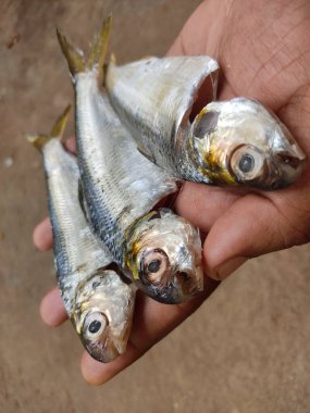 İşlemden geçirilmiş sardalya balığı elinde güzel bulanık arka planda HD