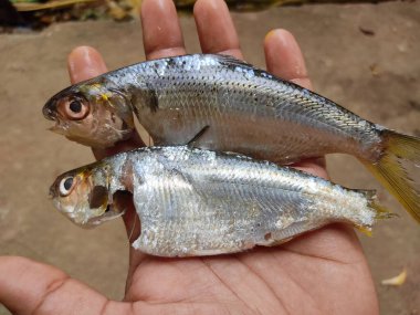 İşlemden geçirilmiş sardalya balığı elinde güzel bulanık arka planda HD