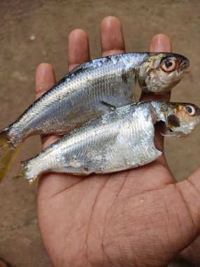 İşlemden geçirilmiş sardalya balığı elinde güzel bulanık arka planda HD