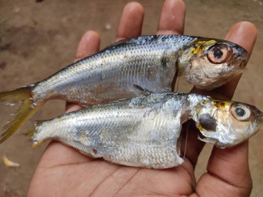 İşlemden geçirilmiş sardalya balığı elinde güzel bulanık arka planda HD