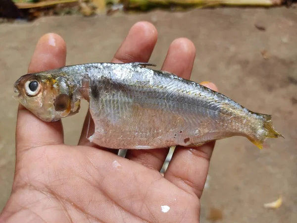 stock image degutted processed sardine fish in hand in nice blur background HD