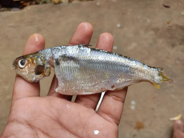 Stock image degutted processed sardine fish in hand in nice blur background HD