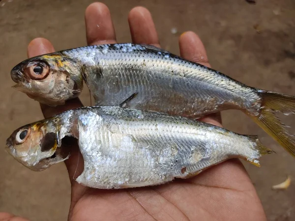 stock image degutted processed sardine fish in hand in nice blur background HD