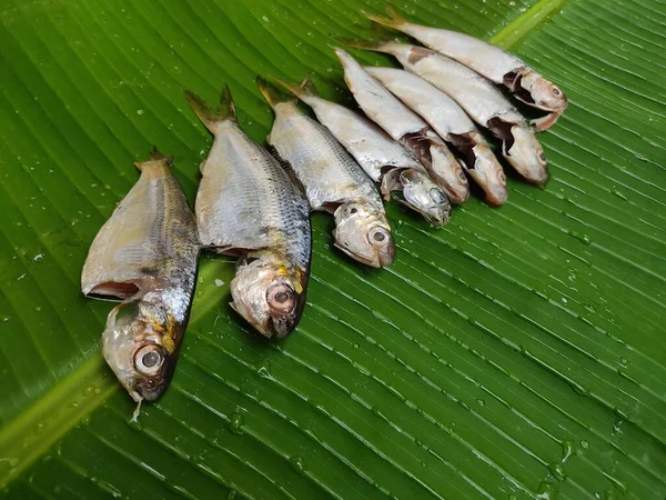 新鲜沙丁鱼排成整齐的绿色香蕉叶装饰沙丁鱼烹调食肆 — 图库照片