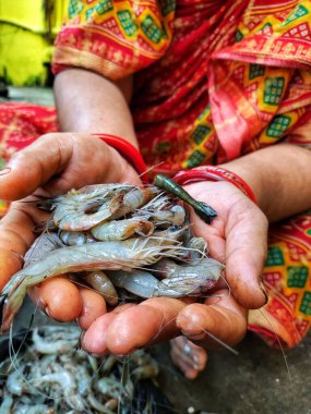 Elinde bir sürü karides ve karides tutan kadın.