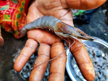 Arka planı bulanık bir kadının elinde bir sürü büyük karides var.