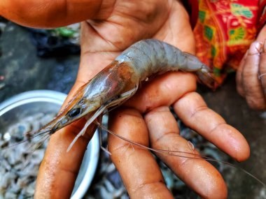 Arka planı bulanık bir kadının elinde bir sürü büyük karides var.