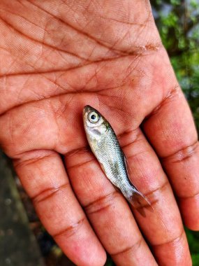 Rohu sazan balığı tohumu bebek parmaklarıyla arka planda güzel bulanık bir şekilde yumurtadan çıkan balıklar.