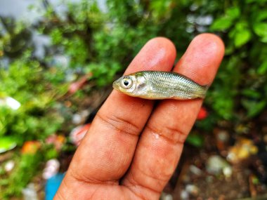 Rohu sazan balığı tohumu bebek parmaklarıyla arka planda güzel bulanık bir şekilde yumurtadan çıkan balıklar.