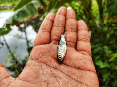 Rohu sazan balığı tohumu bebek parmaklarıyla arka planda güzel bulanık bir şekilde yumurtadan çıkan balıklar.
