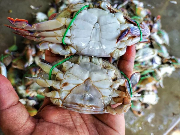 flower crab in hand in nice blur background HD