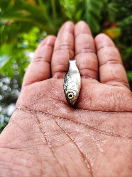Rohu Κυπρίνος Σπόρους Ψαριού Μωρό Δάχτυλο Στο Χέρι Ωραίο Θολό — Φωτογραφία Αρχείου