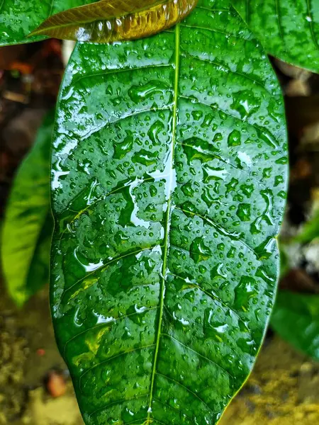 Kapky Vody Zeleném Mangovém Listu Během Období Dešťů Zelené Tapety — Stock fotografie