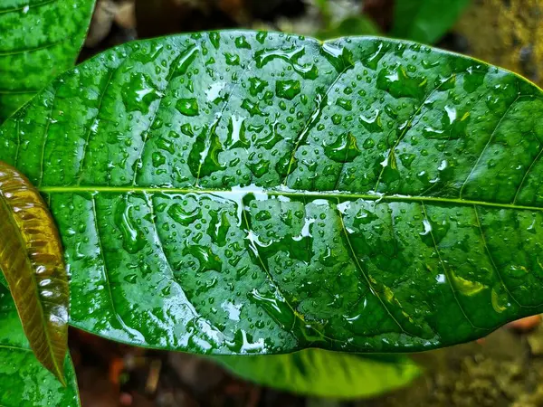 Капли Воды Зеленый Лист Манго Время Сезона Дождей Зеленые Обои — стоковое фото