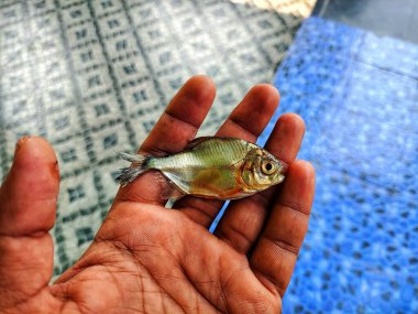 Piaractus brachypomus Pacu balık çiftliğinde bir sürü halat ve balık var.