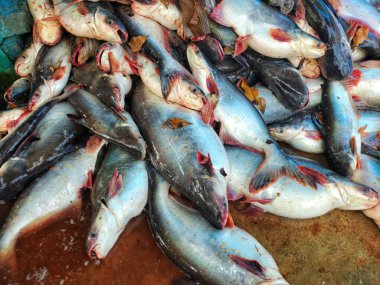 Büyük Pangasius sutchi balığı yığını Hindistan 'da satılmaya hazır büyük köpekbalığı yayın balığı çiftliği HD