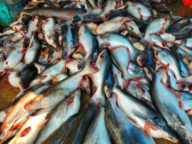 Büyük Pangasius sutchi balığı yığını Hindistan 'da satılmaya hazır büyük köpekbalığı yayın balığı çiftliği HD