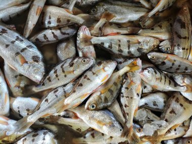 Satılık deniz balığı yığını. Mızrak, deniz ürünleri, deniz ürünleri, HD.