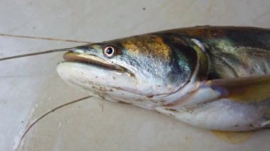 Dev vallago attu balığı elinde dev nehir canavarı yayın balığı el tereyağlı yayın balığı HD