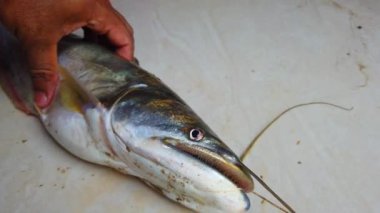 Dev vallago attu balığı elinde dev nehir canavarı yayın balığı el tereyağlı yayın balığı HD