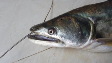 Dev vallago attu balığı elinde dev nehir canavarı yayın balığı el tereyağlı yayın balığı HD