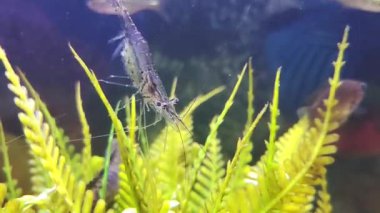 Beyaz karides su altında yiyecek topluyor.