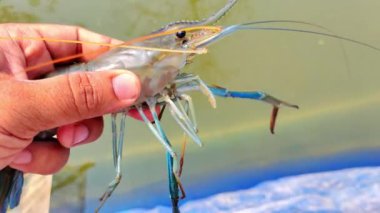 Dev tatlı su karidesleri ellerinde. Makrobrachium Rosenbergii. Hindistan 'daki Karides Çiftliği HD