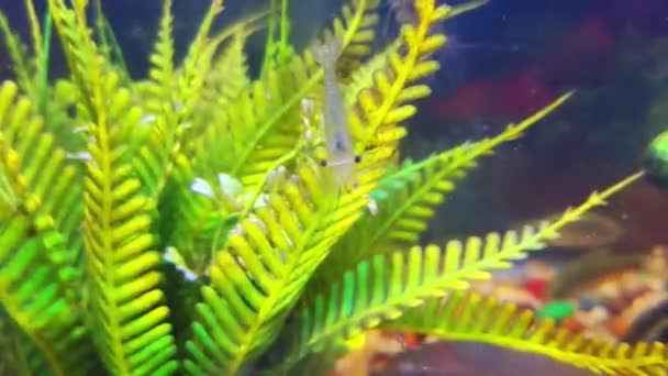 White Shrimp Collecting Food Underwater Footage — Stock video