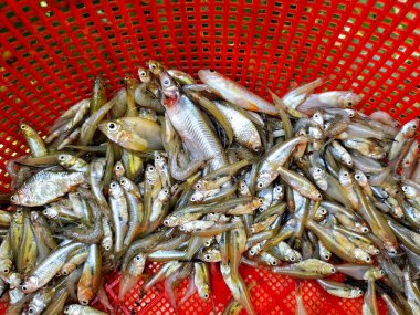 Bir sepette bir sürü küçük balık var.