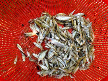 Bir sepette bir sürü küçük balık var.