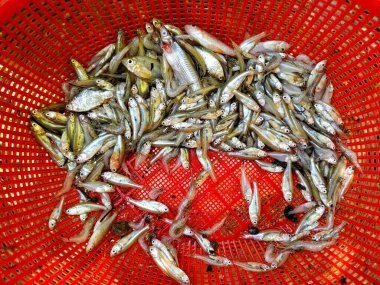 Bir sepette bir sürü küçük balık var.