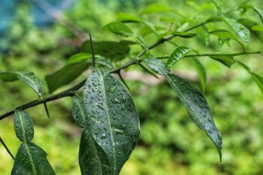 Su damlacıkları ile güzel limon ağacı yeşil yaprağı