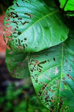 Delikli yeşil badem yaprağı, böcekler ve böcekler tarafından yenen badem yaprağı, bitkilerde yaprak hastalığı