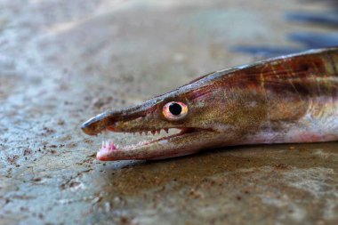 Bulanık arka planda deniz yılanbalığı HD